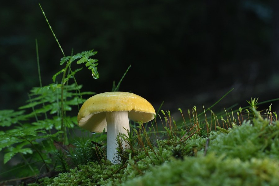 竹荪