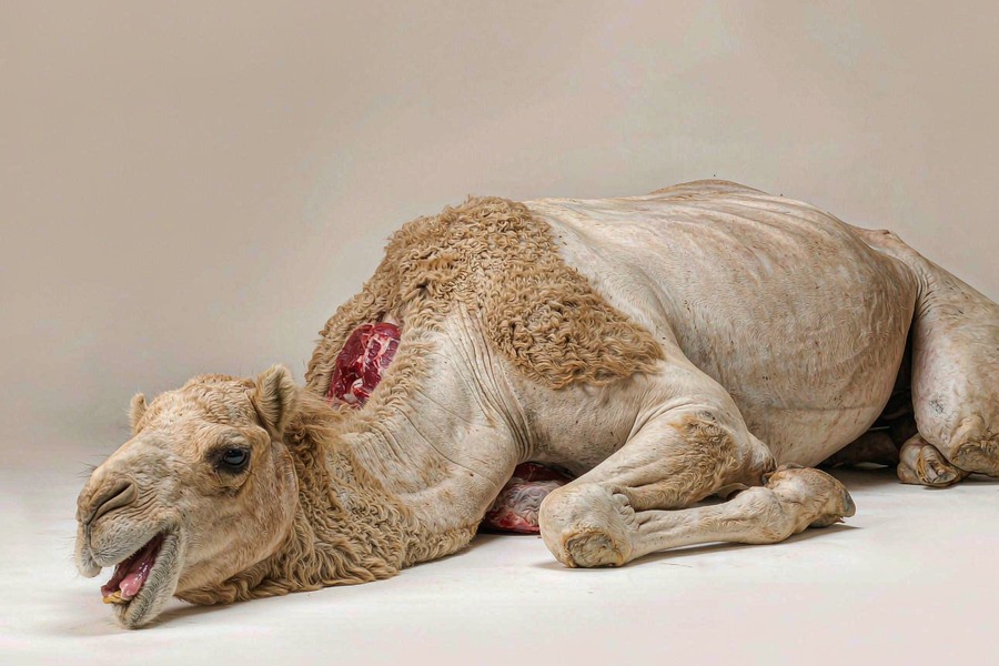 驼肉
