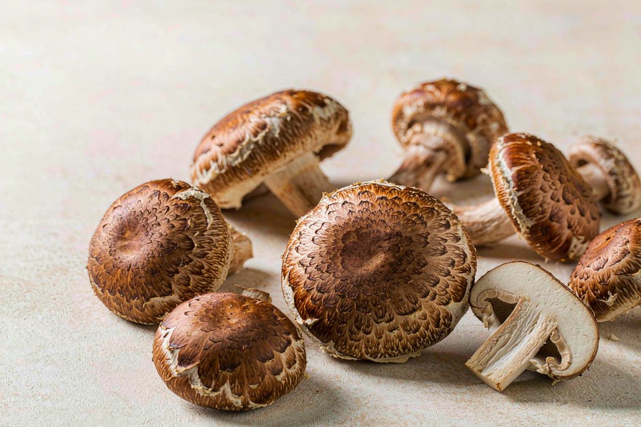 栗菇