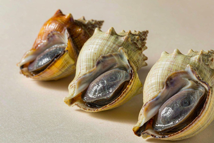 海螺