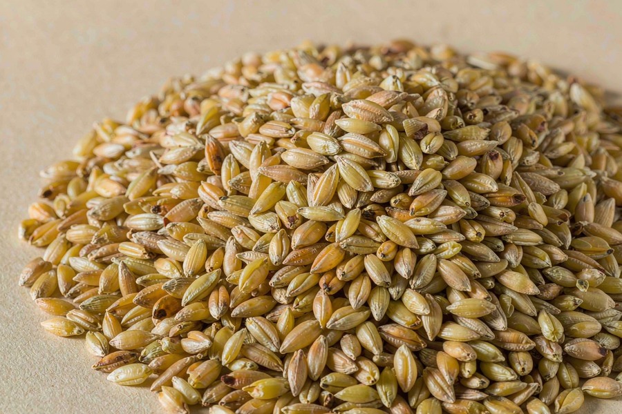 硬粒小麦