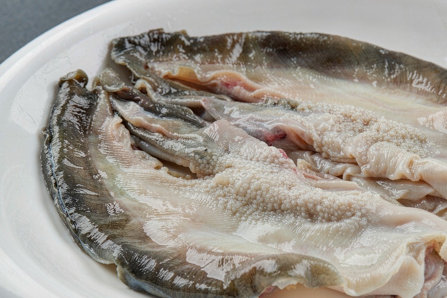 鱼唇