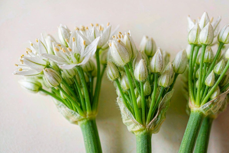 韭菜花