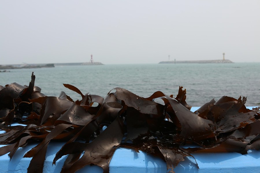 海带