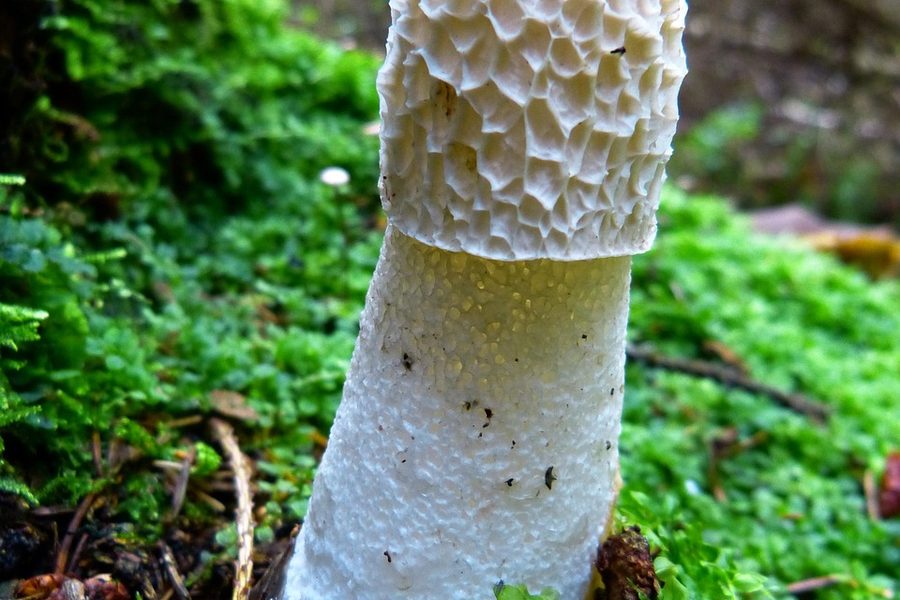 羊肚菌