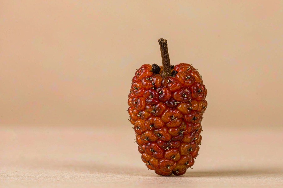 构树果