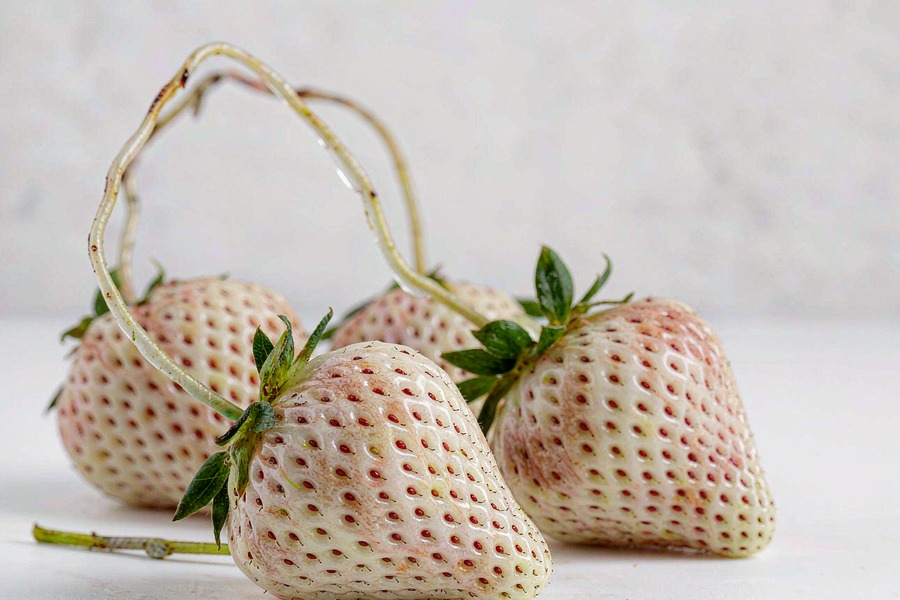 菠萝莓