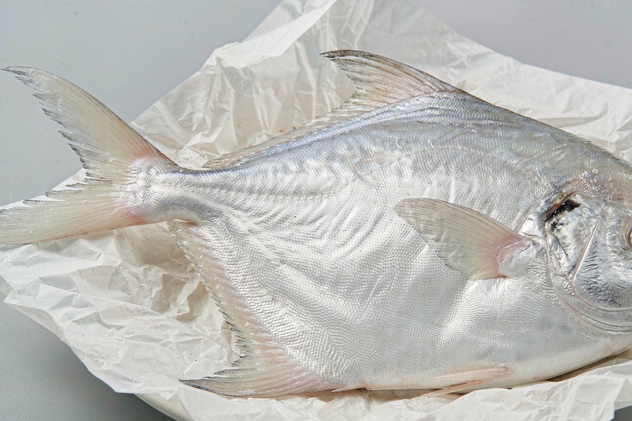 鲳鱼