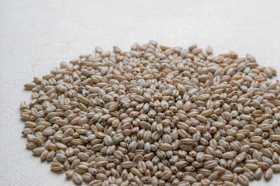 斯佩尔特小麦