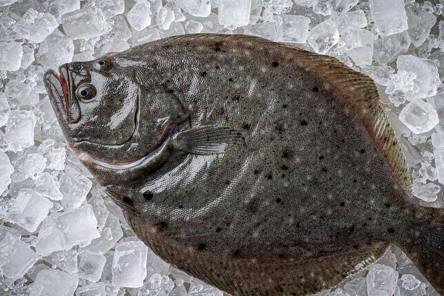多宝鱼